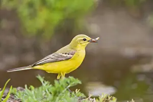 Grub Prints: Yellow wagtail - male side view Bedfordshire UK 005635