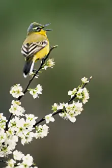 Sing Prints: Yellow Wagtail - singing on blackthorn
