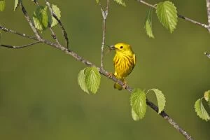 Images Dated 28th May 2012: Yellow Warbler