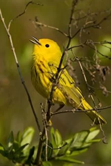 Yellow Warbler - Calling