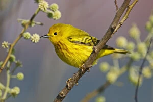 Twig Gallery: Yellow Warbler (Dendroica petechia) male