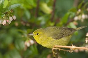 Yellow Warbler - Female perched on branch, Spring