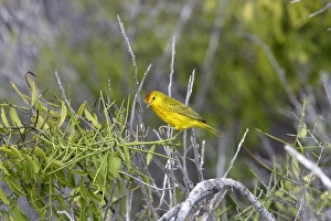 Images Dated 19th April 2005: Yellow Warbler. Lobos Island. Galapagos Islands
