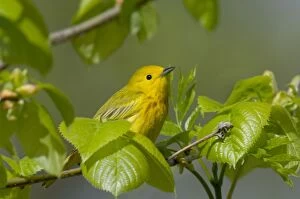 Images Dated 2nd June 2005: Yellow Warbler - Male, Spring. A common warbler found throughout North America