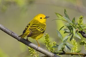 Yellow Warbler - newly arrived bird on nesting territory - E