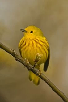 Images Dated 10th May 2005: Yellow Warbler - Perched on branch, Yellow overall-Dark eye prominent in uniformly yellow