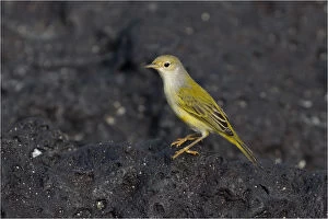 Galapagos Islands Gallery: Yellow Warbler - Perched on a rock - Garner Bay