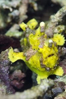 Images Dated 5th March 2014: Yellow Warty Frogfish Wainilu dive site, Rinca Island
