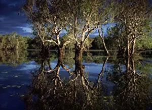 Paperbarks Prints: Yellow Water billabong with Paperbark forest - Weeping Paperbark - Kakadu National Park (World Heritage Area)