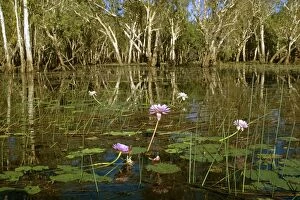 Paperbark Collection: Yellow Water billabong with waterlilies & Paperbarks (Melaleuca sp)