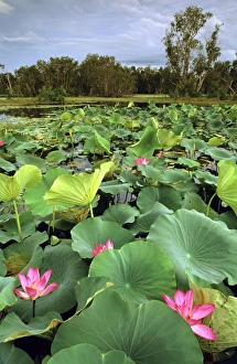 Paperbarks Collection: Yellow Water, paperbark swamp with Lotus lilies (Nelumbo nucifera)