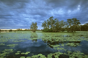 Paperbarks Collection: Yellow Water, Paperbark swamp with Water lilies (Nelumbo nucifera)