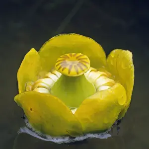 Waterlily Prints: Yellow Waterlily