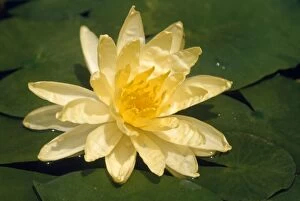 Images Dated 22nd December 2006: Yellow Waterlily