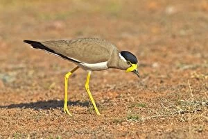 Images Dated 12th March 2015: Yellow-wattled Lapwing