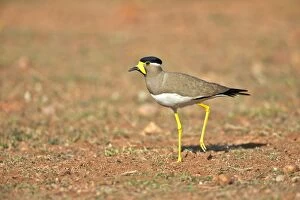 Images Dated 12th March 2015: Yellow-wattled Lapwing