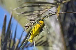 Yellow Weaver - male building nest - eastern coastal strip from South Africa to Kenya. Qolora Mouth, nr East London, Eastern Cape, South Africa