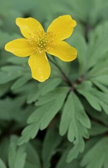 Images Dated 30th June 2008: Yellow wood anemone - Buttercup anemone