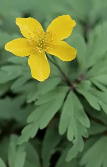 Anemones Prints: Yellow wood anemone - Buttercup anemone