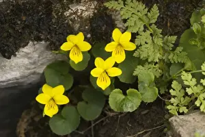 Violet Prints: Yellow Wood Violet (Viola biflora), Pyrenees. France
