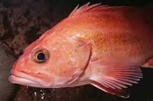 Yelloweye Rockfish - around reefs - California - USA