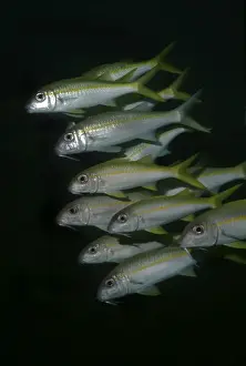 Yellowfin Goatfish - Usually encountered by day in aggregations around reefs. They feed in the sand. Papua New guinea