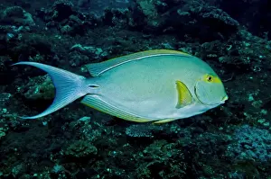 Yellowfin Surgeonfish - occurs throughout the Indo-Pacific region - Note caudal spine - Indonesia