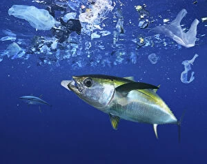 Ghost Nets Gallery: Yellowfin tuna, Thunnus albacares eating a styrofoam