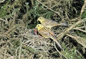 Images Dated 20th September 2004: Yellowhammer 2 adults at nest feeding chicks