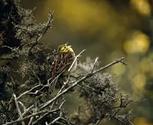 Yellowhammer