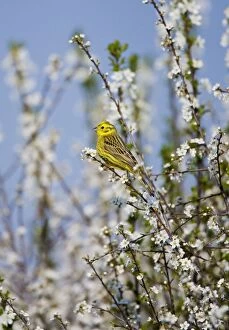 Yellowhammer - adult male