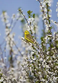 Yellowhammer - adult male - perched on white blossom - Oxon - UK - April