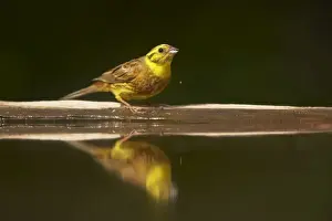 Yellowhammers Prints: Yellowhammer - Drinking at forest pool Emberiza citrinella Hungary BI016619
