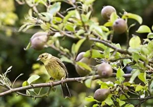 Yellowhammer - female in pear tree