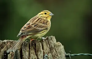 Yellowhammers Prints: Yellowhammer - On fence post