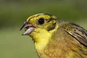 Images Dated 26th May 2005: Yellowhammer male