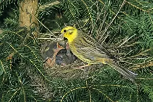 Yellowhammers Prints: Yellowhammer - male bird tending chicks at nest, Hessen, Germany