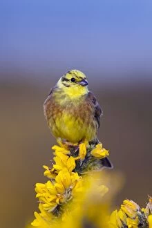 Yellowhammer - male on Gorse