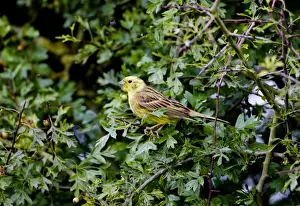 Yellowhammers Prints: Yellowhammer - male in hedgerow - Oxon UK
