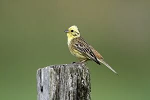 Images Dated 1st July 2010: Yellowhammer - male perched on post