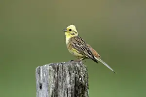 Yellowhammers Prints: Yellowhammer - male perched on post - Hessen- Germany