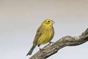 Twig Gallery: Yellowhammer - male perched on twig - Sweden