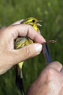 Tagged Gallery: Yellowhammer - Male being ringed