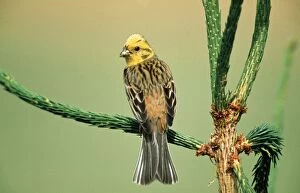 Images Dated 17th February 2005: Yellowhammer Male on singing perch