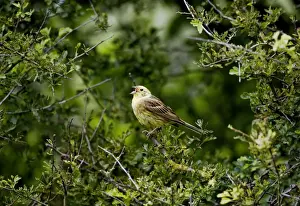 Yellowhammers Prints: Yellowhammer - male - singing on territory - Oxon UK