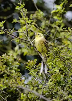Yellowhammer - male - singing on territory - Oxon UK