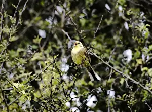 Yellowhammer - male - singing on territory - Oxon UK