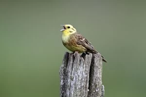 Images Dated 1st July 2010: Yellowhammer - male singinging from post