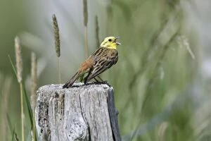 Images Dated 29th June 2010: Yellowhammer - male singinging from post - Hessen- Germany