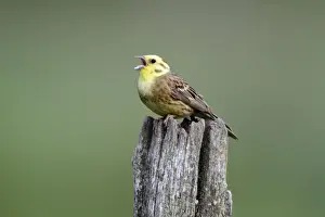 Yellowhammers Prints: Yellowhammer - male singinging from post - Hessen- Germany